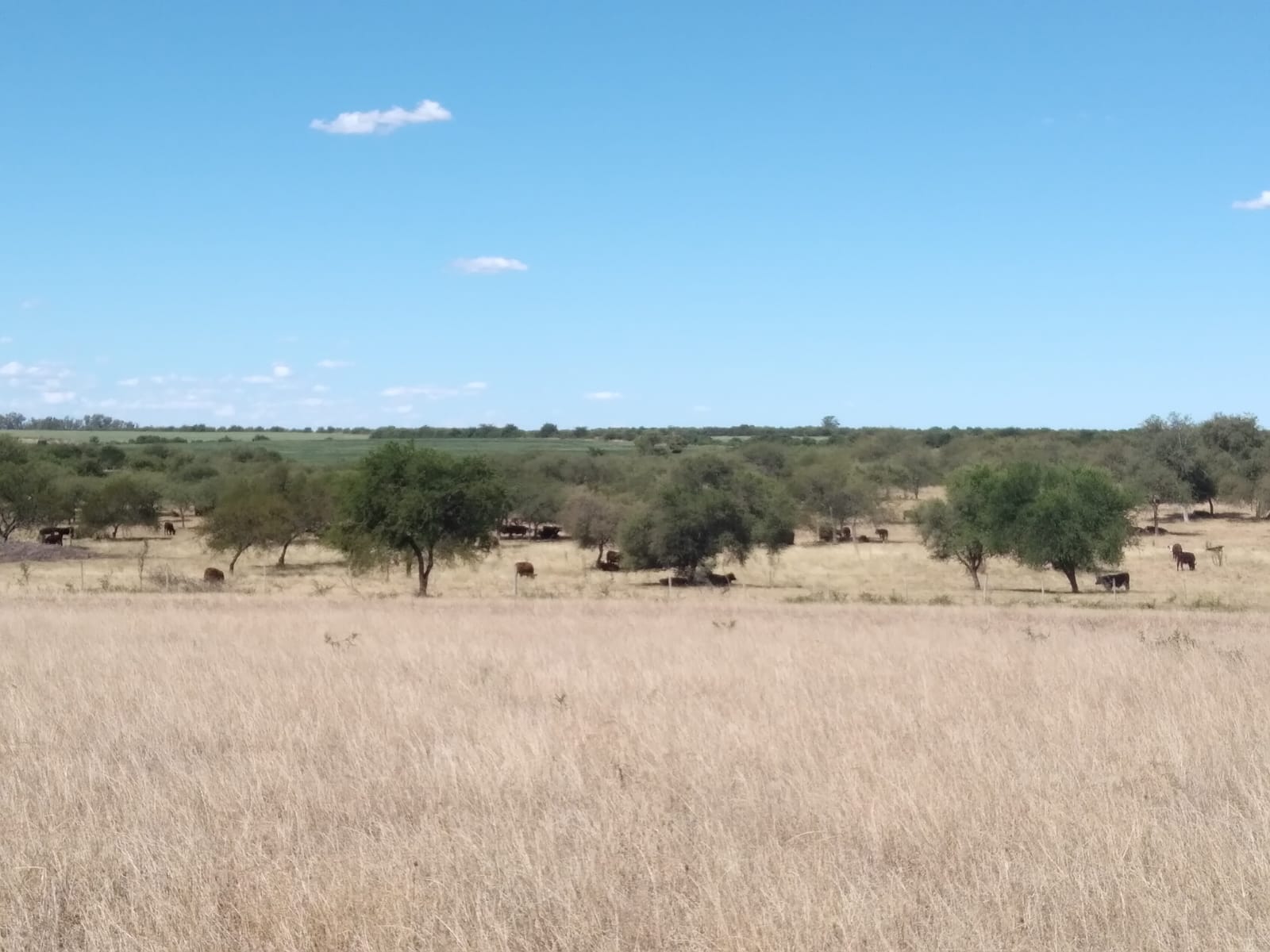 Best Cropping Farmland In Uruguay 377 Hectares Rio Negro